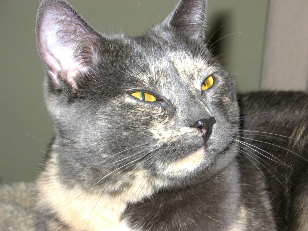 When Hazel was a kitten,&nbsp;she